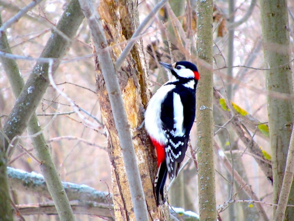 Желтогрудый дятел