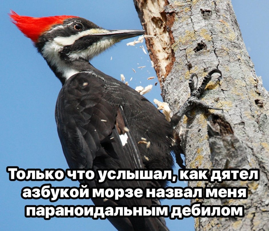 Дятлы Сибири