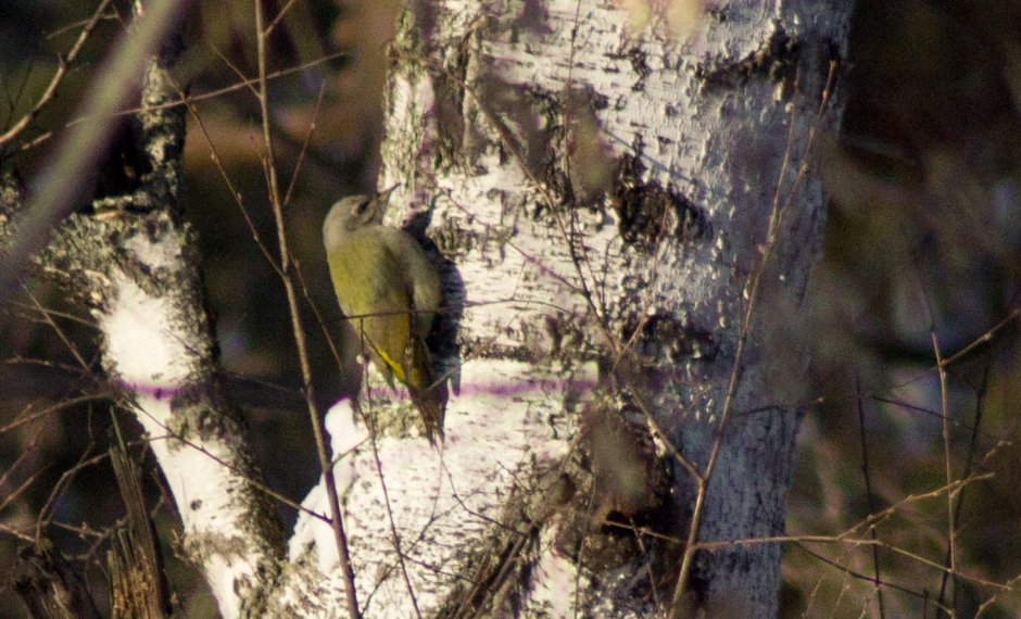 Рассказ о зимующих птицах