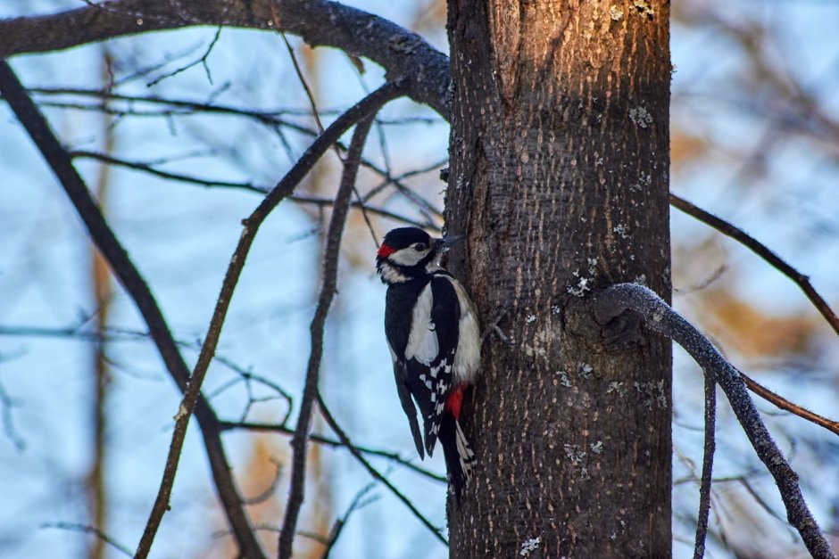 Дятел белоспинный Приморский край