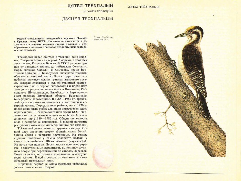 Белоклювый Королевский дятел