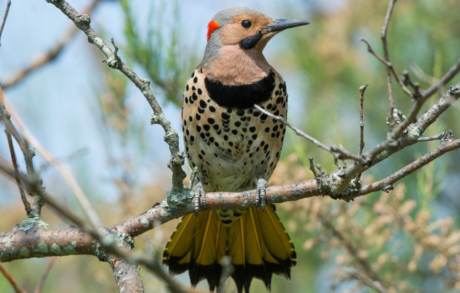 Породы Дятлов Урала