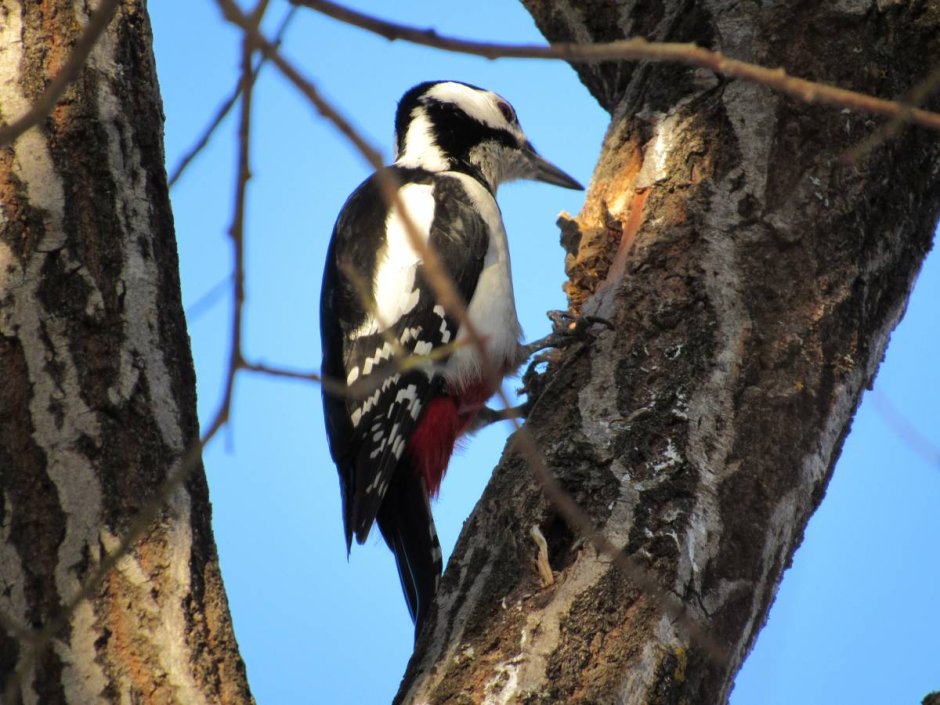 Седоголовый Зеленоспинный дятел?