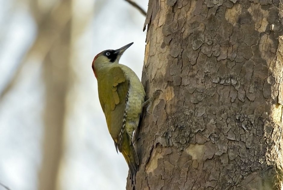 Дятел новогодний