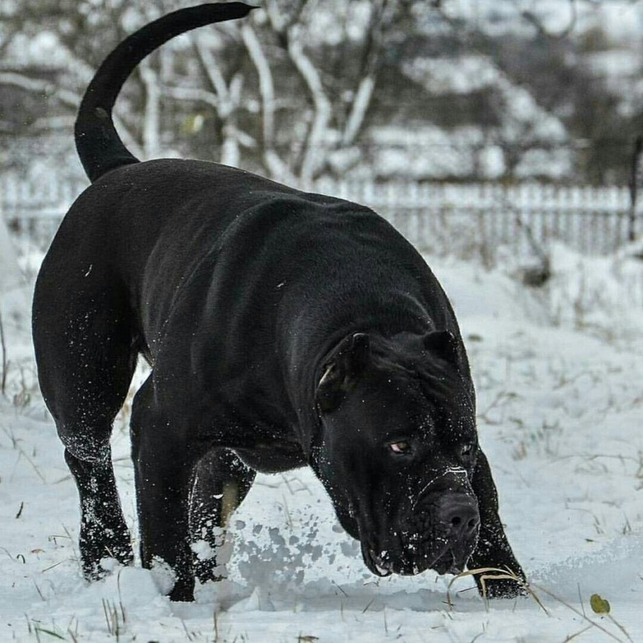 Бойцовская собака Кане Корсо
