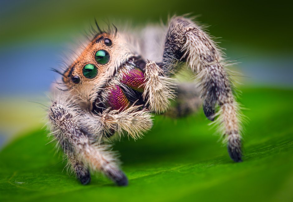 Королевский паук скакунчик