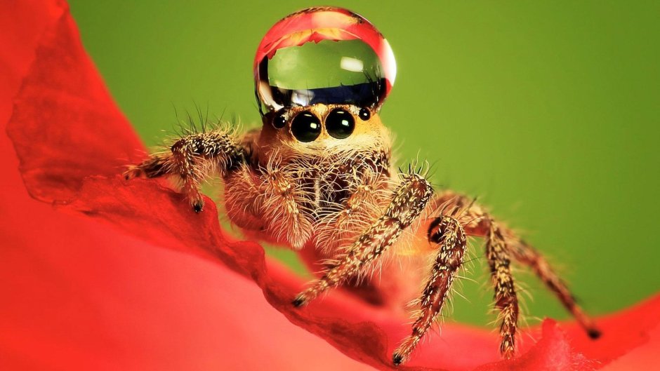 Phidippus mystaceus