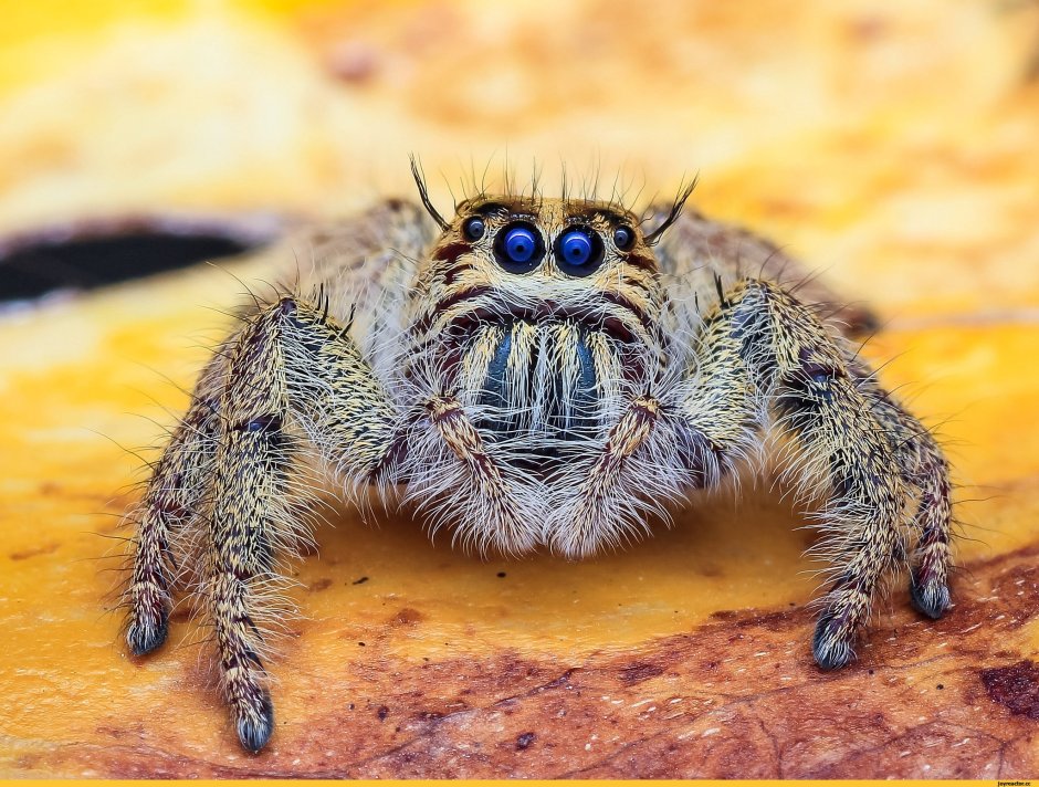 Королевский паук скакунчик