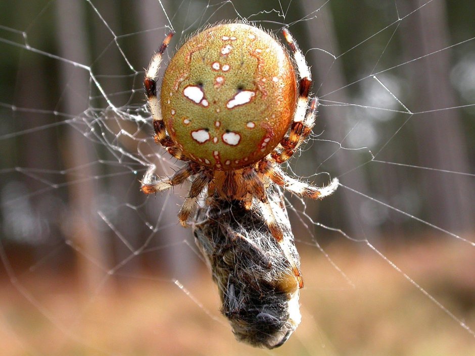 Паук-Павлин (Maratus volans)