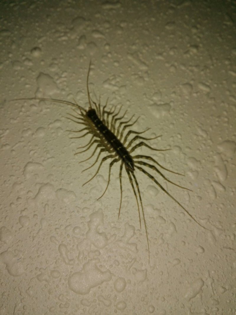 Крымская мухоловка