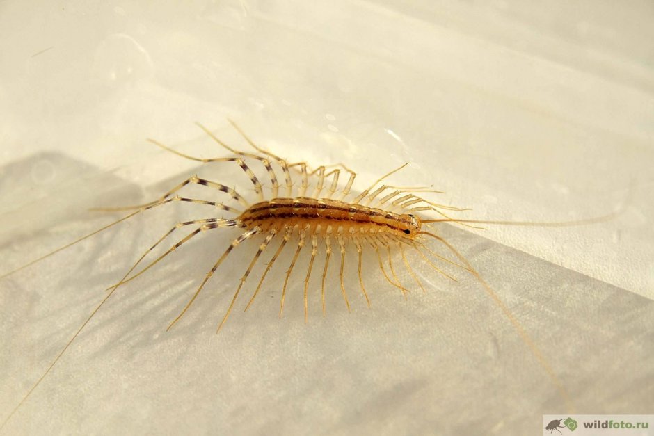 Обыкновенная мухоловка скутигера