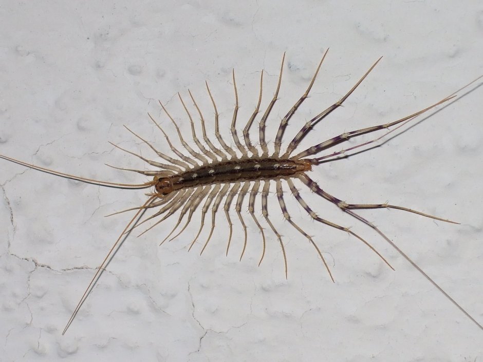 Сколопендра скутигера