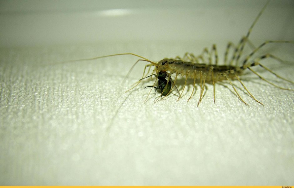 Обыкновенная мухоловка скутигера