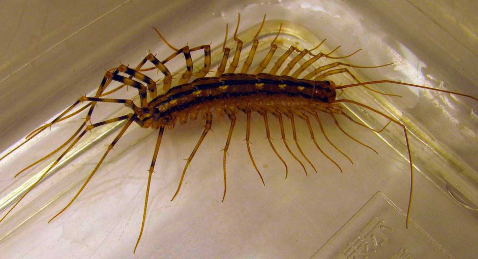 Сороконожка мухоловка