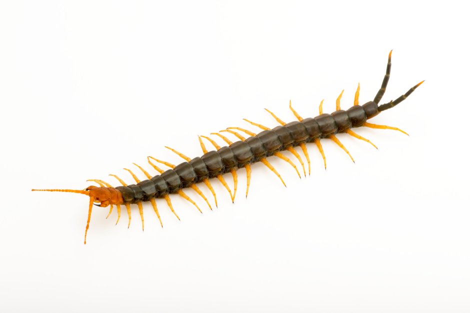 Сороконожка Крымская мухоловка