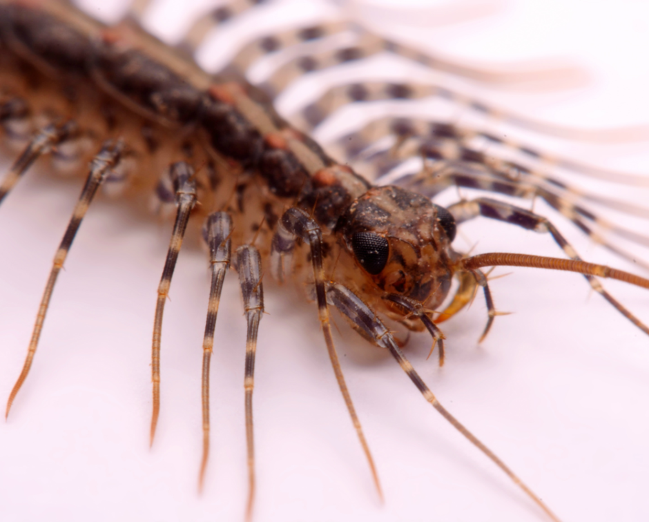 Сороконожка домашняя прозрачная