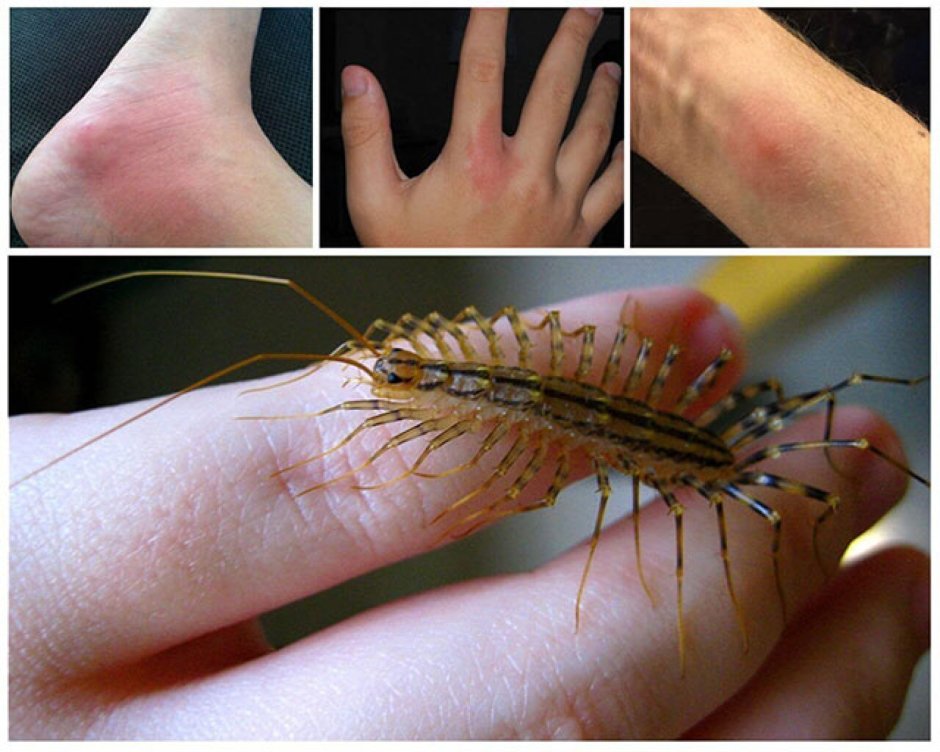 Ядовитая сороконожка сколопендра