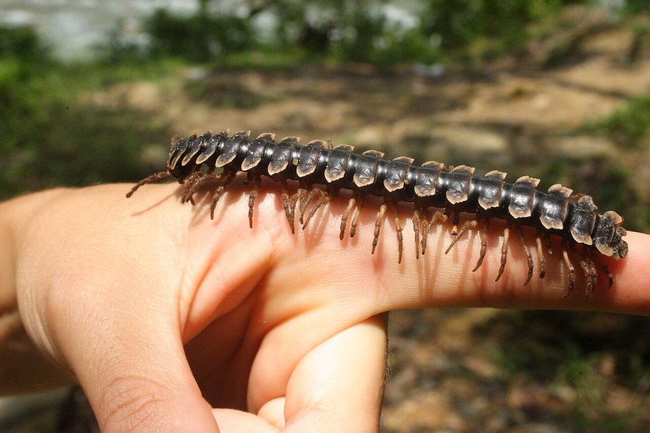 Древоточец многоножка