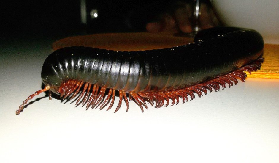 Черный Жук многоножка