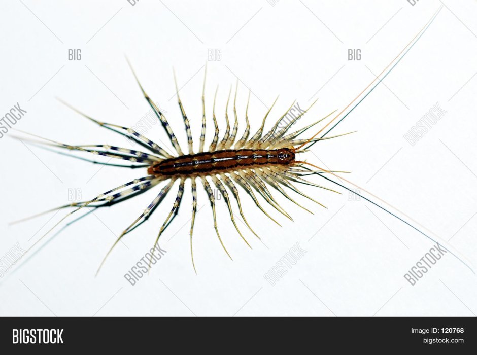 Сороконожка мухоловка белая