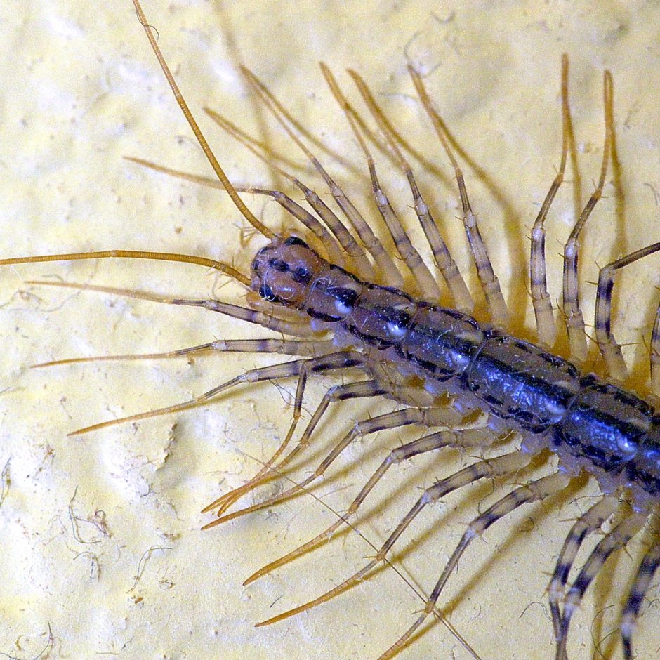 Обыкновенная мухоловка скутигера