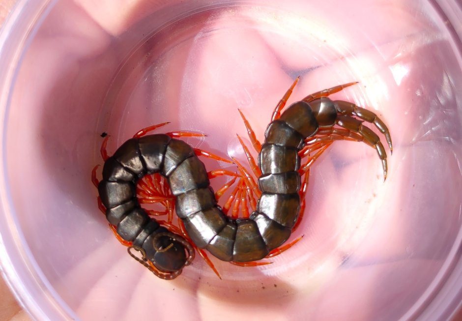 Листоногие сколопендры