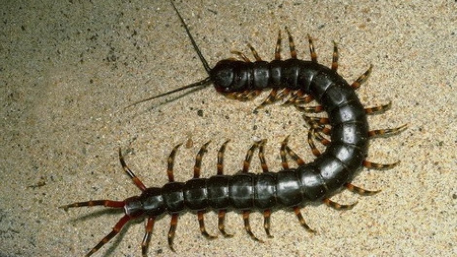 Мокрица двухвостка