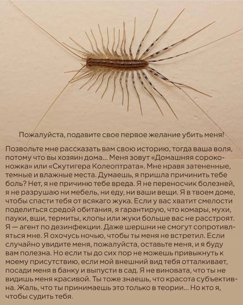 Сороконожка домашняя