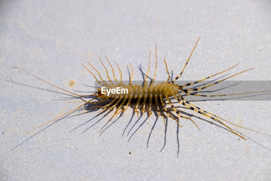 Желтая сороконожка в доме