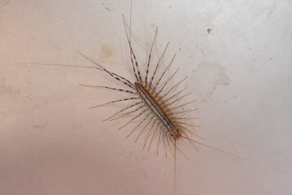 Мухоловка домашняя сколопендра