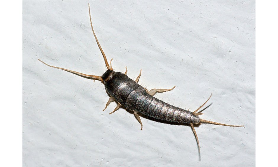 Мокрица чешуйница кожеед