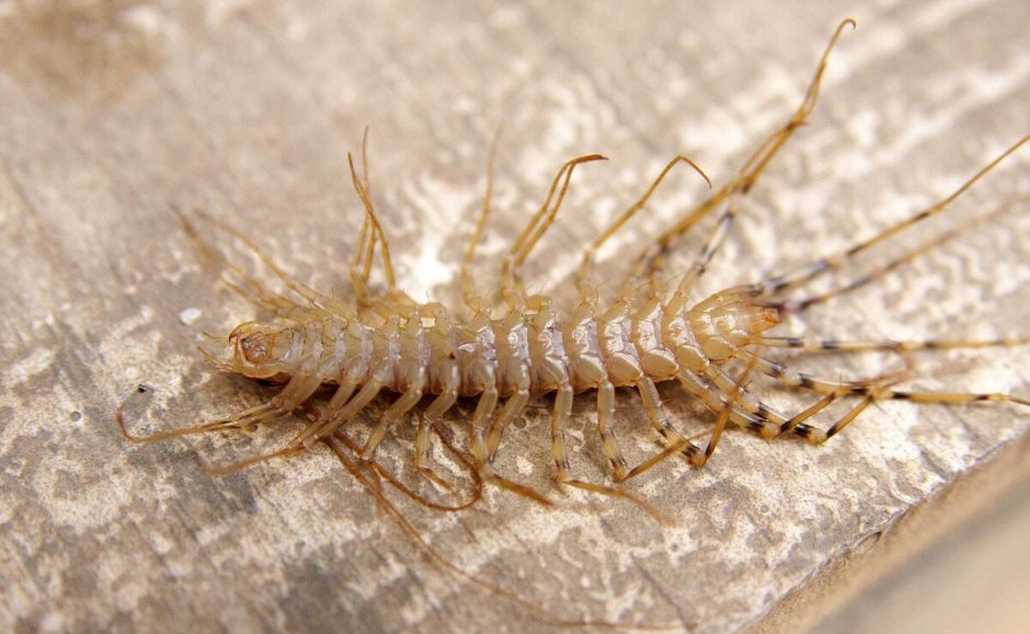 Обыкновенная мухоловка многоножка