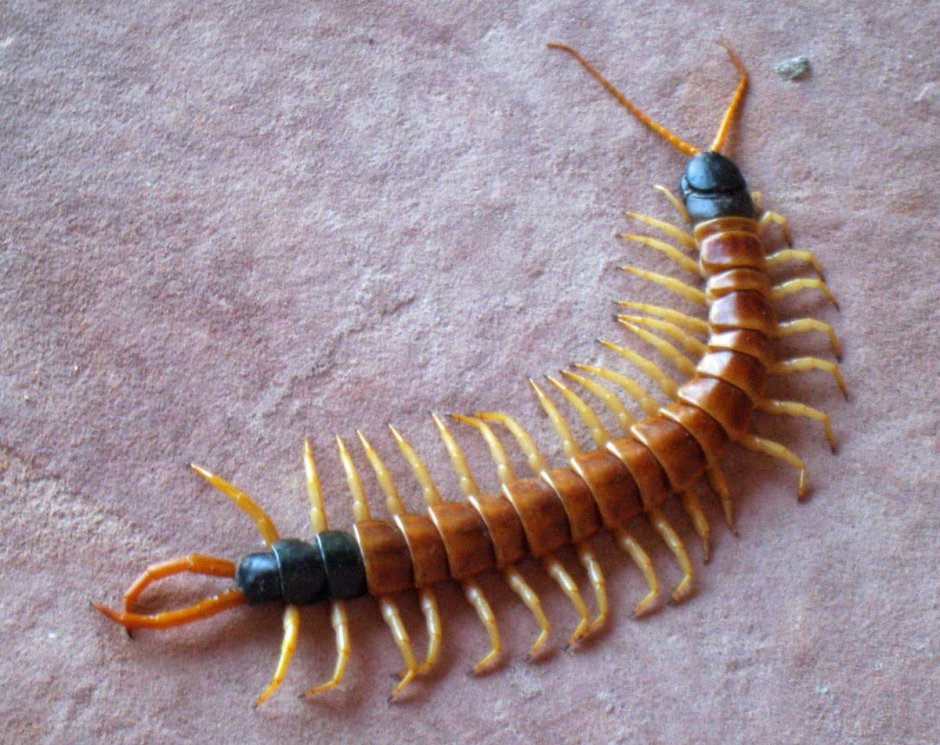 Сибирская многоножка насекомое