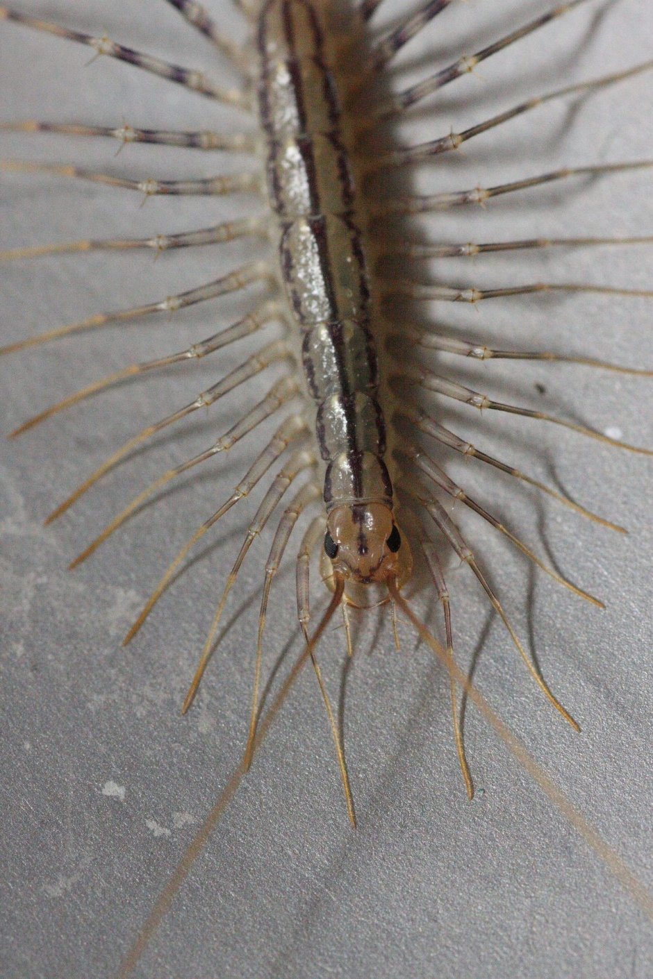 Сороконожка сколопендра мухоловка