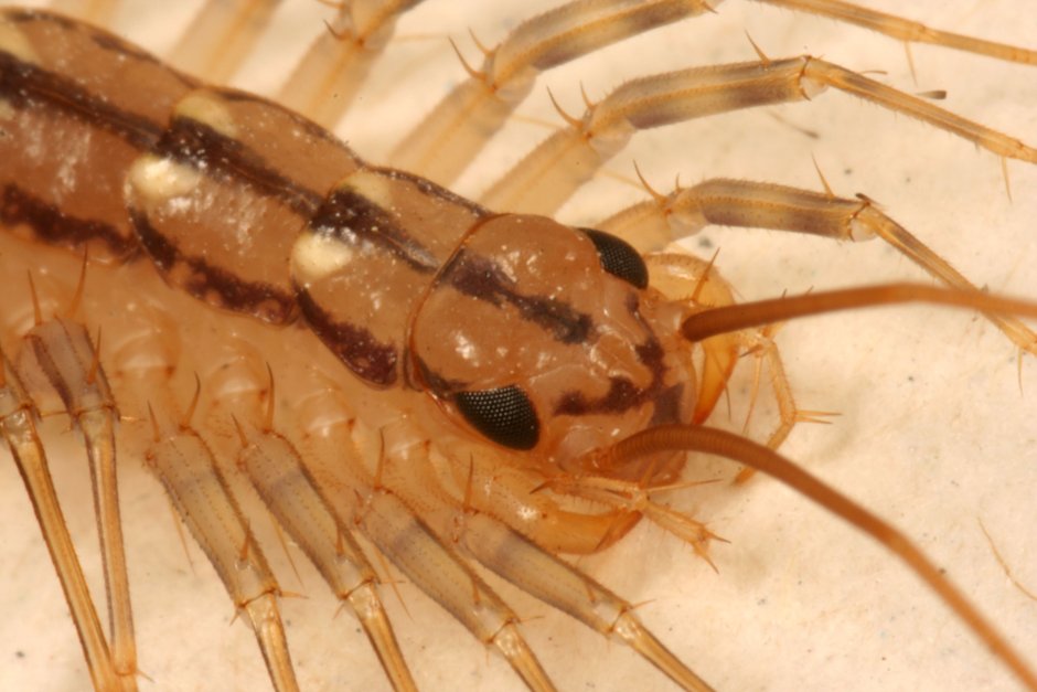 Обыкновенная мухоловка (Scutigera coleoptrata)