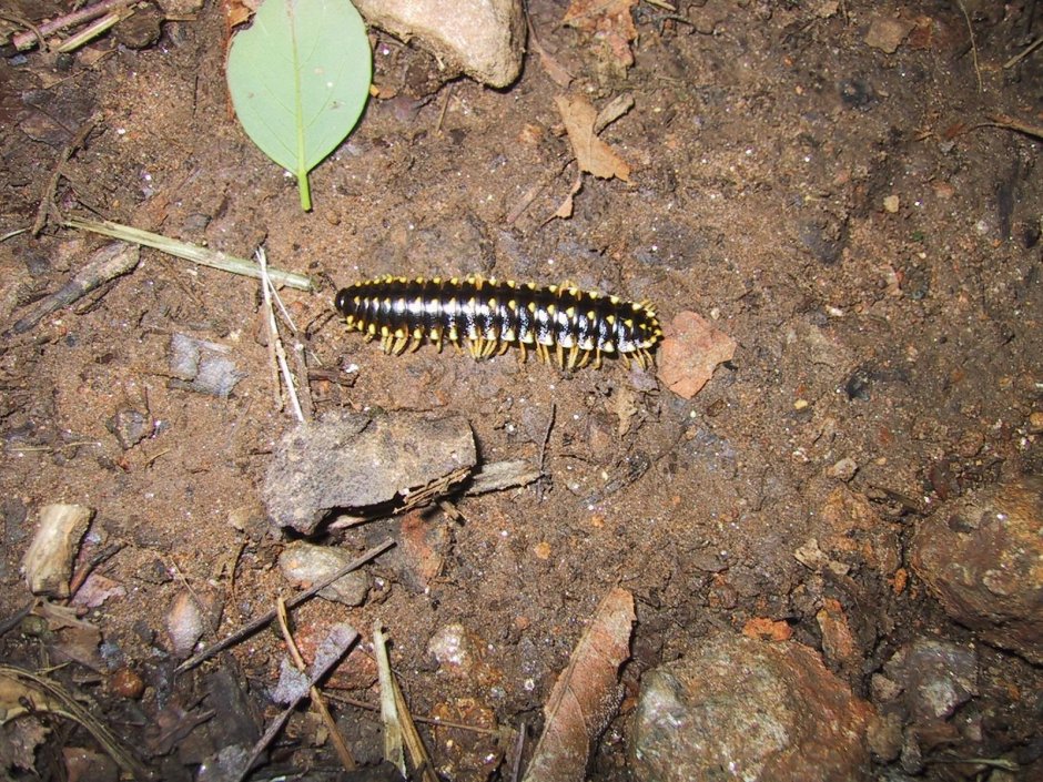 Мухоловка сороконожка личинки