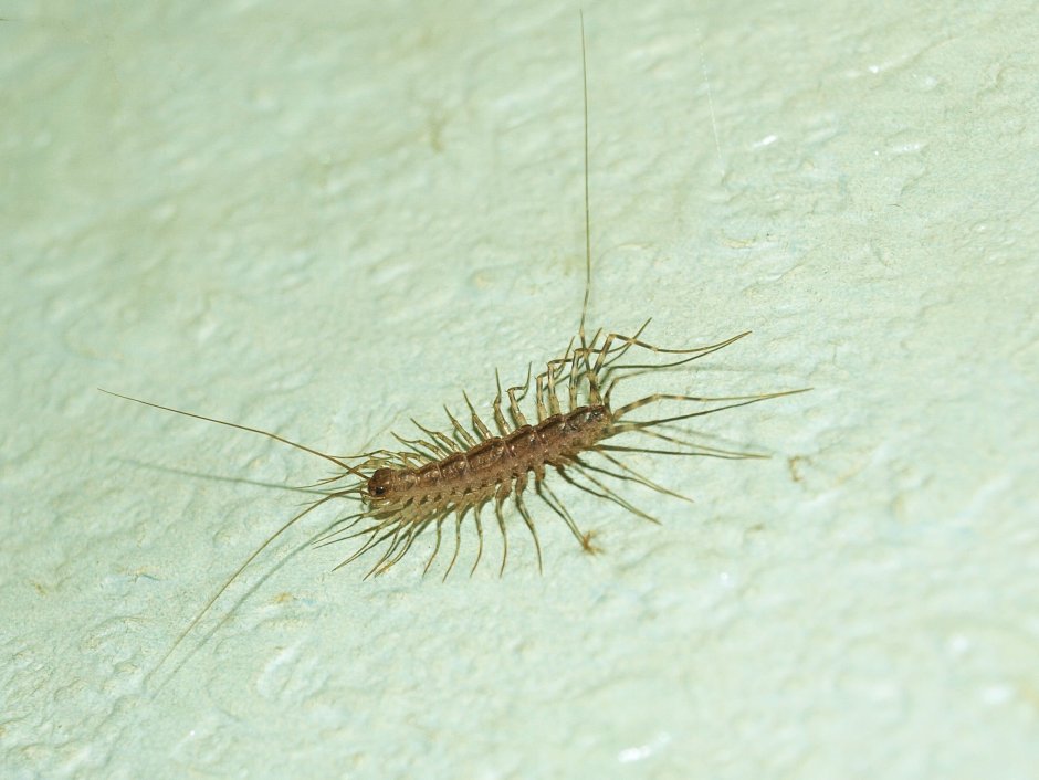 Мухоловка обыкновенная домашняя сороконожка