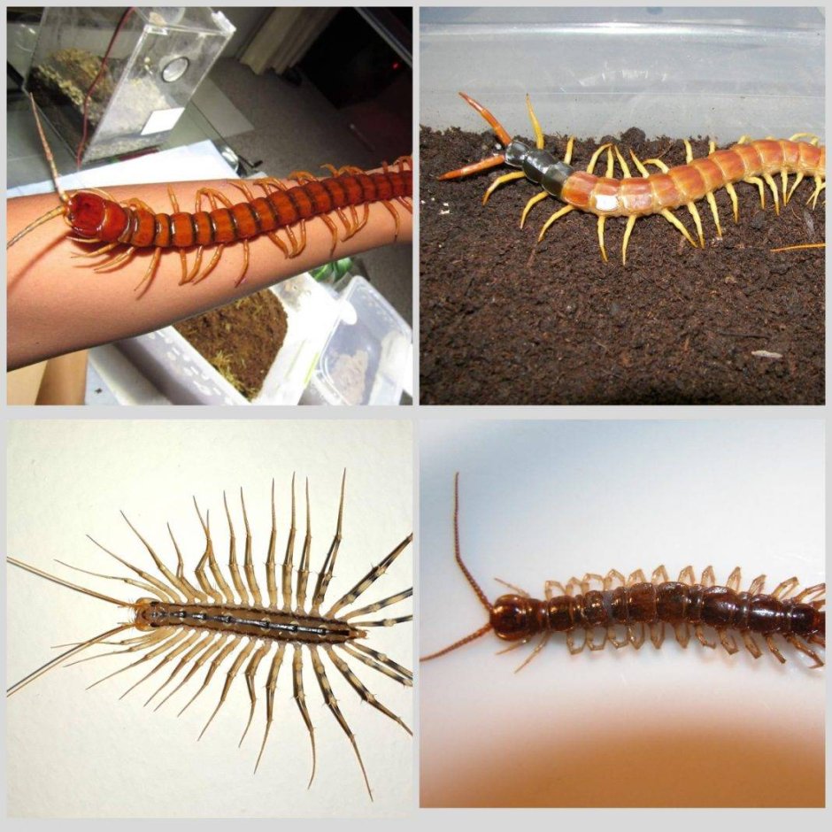 Сколопендра Крымская