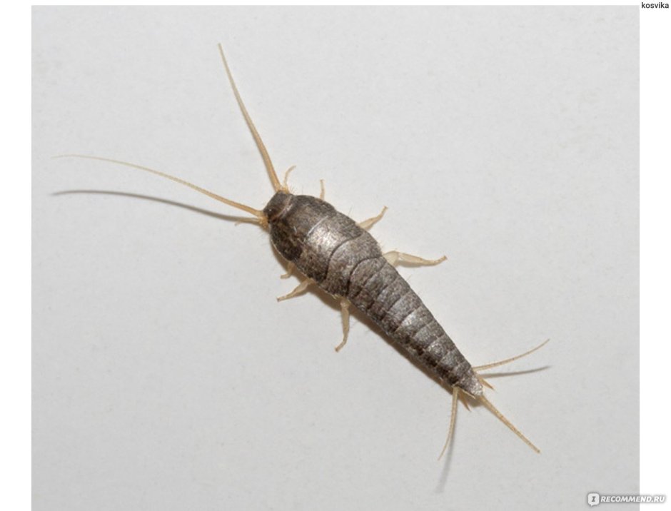 Серебрянка чешуйница