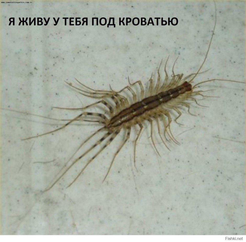 Коричневая сороконожка в квартире