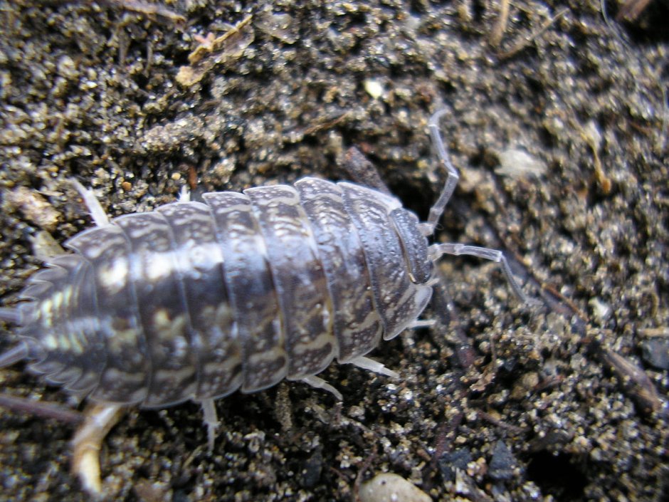 Мокрица Крымская