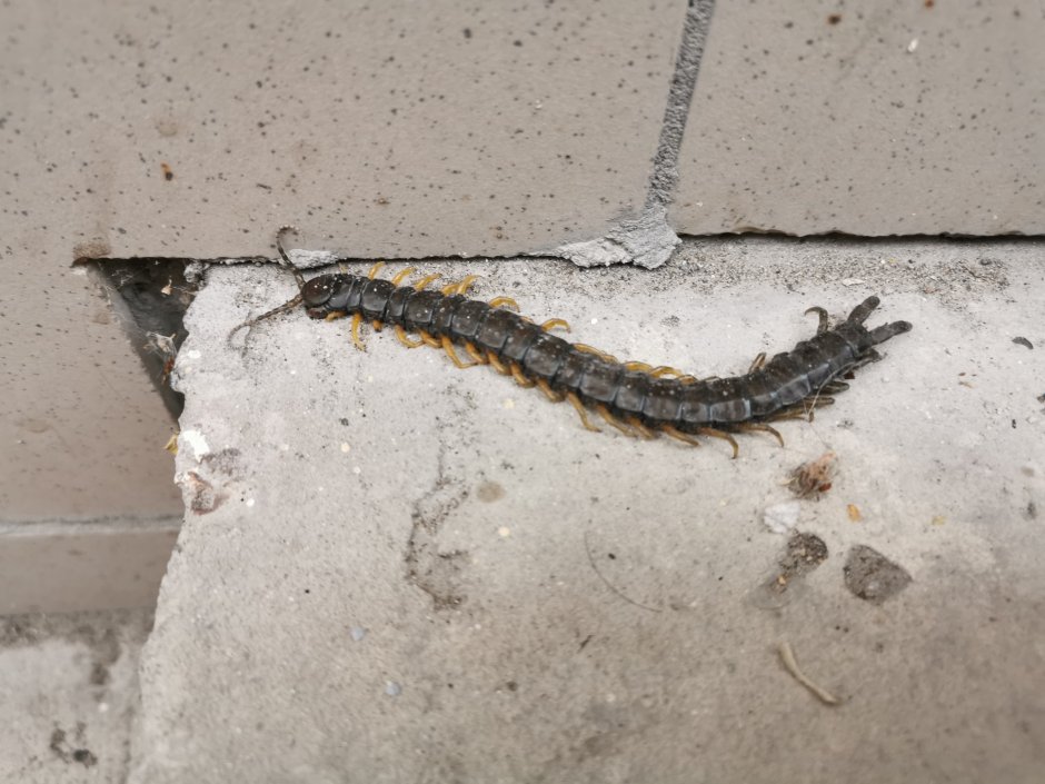 Сороконожка сколопендра