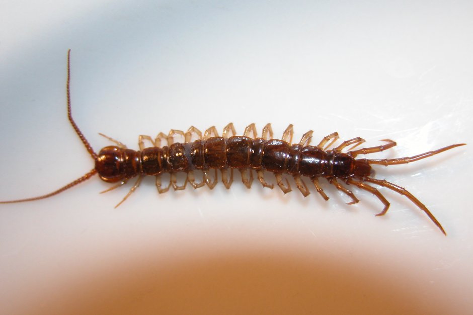 Lithobius forficatus