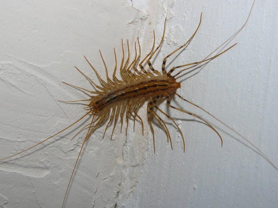 Сороконожки сколопендры страшные