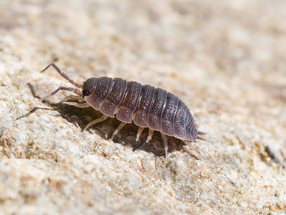 Мокрицы в квартире