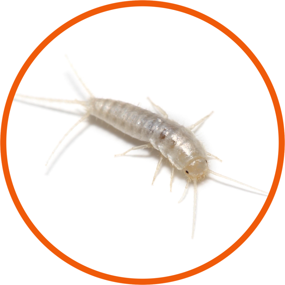 Мокрица чешуйница