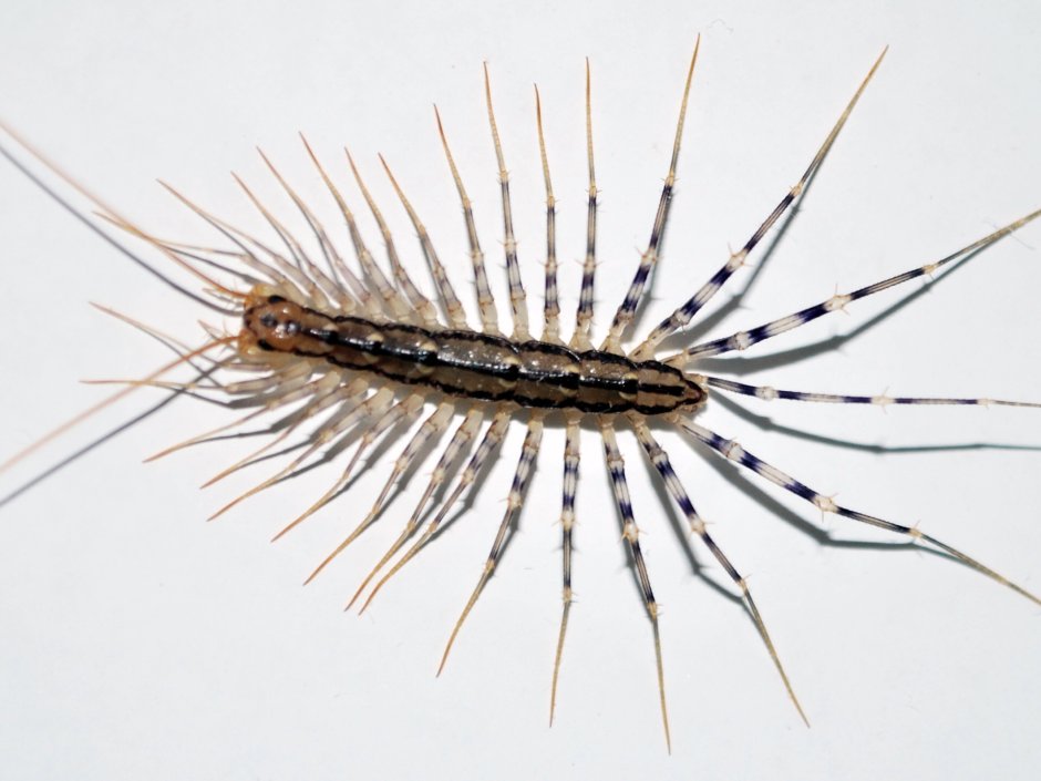 Сколопендра обыкновенная мухоловка