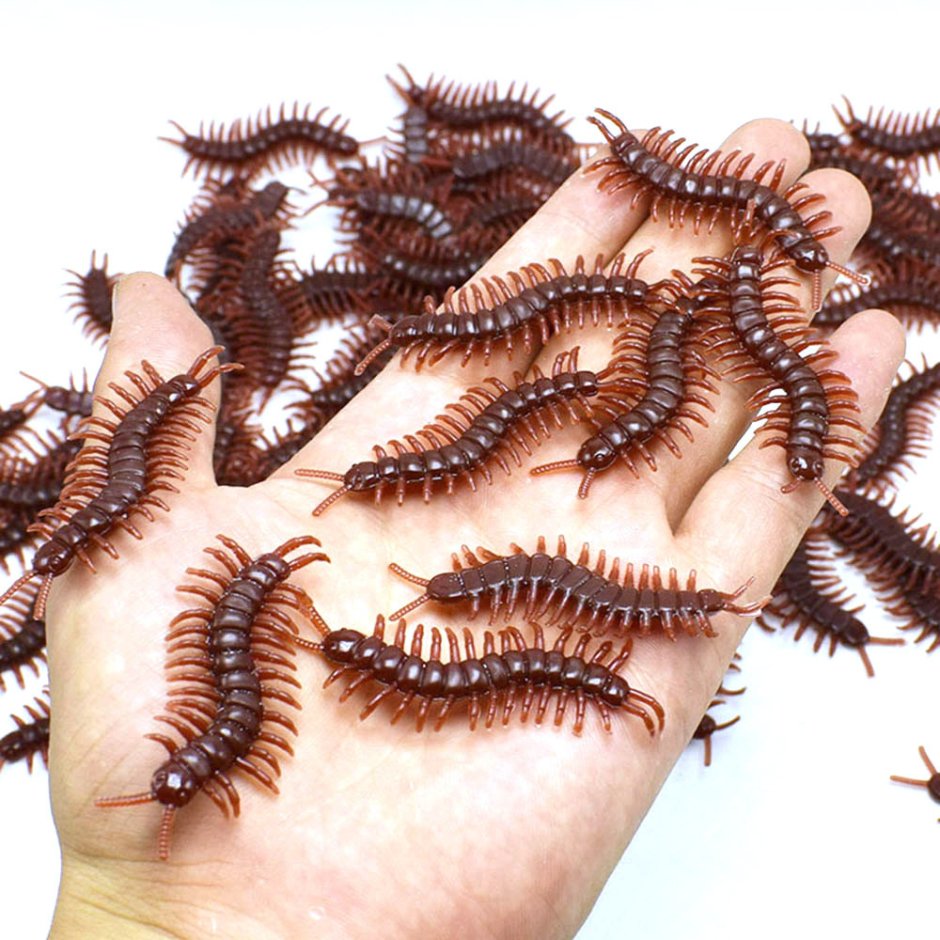 Чешуйница многоножка