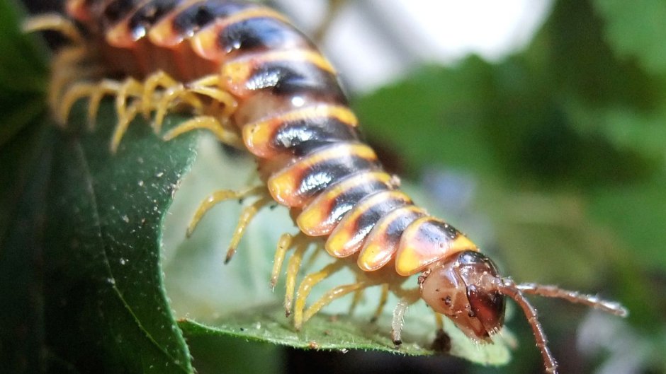 Сороконожки жуки