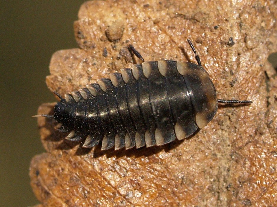 Мокрица Porcellionides pruinosus